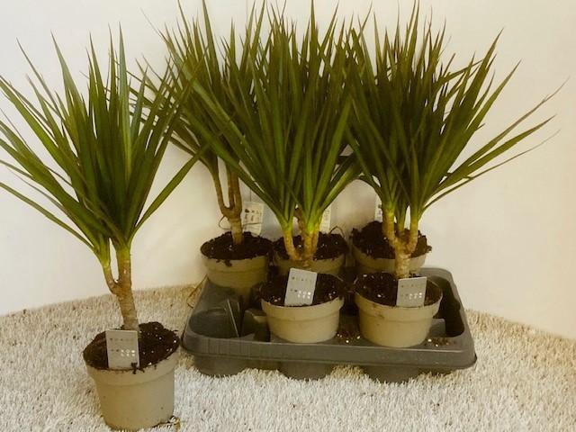 <h4>DRA MARGINATA</h4>