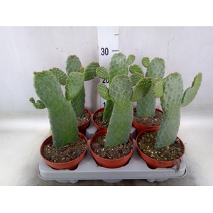 Opuntia