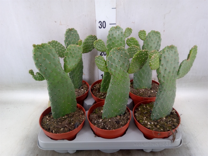 <h4>Opuntia</h4>