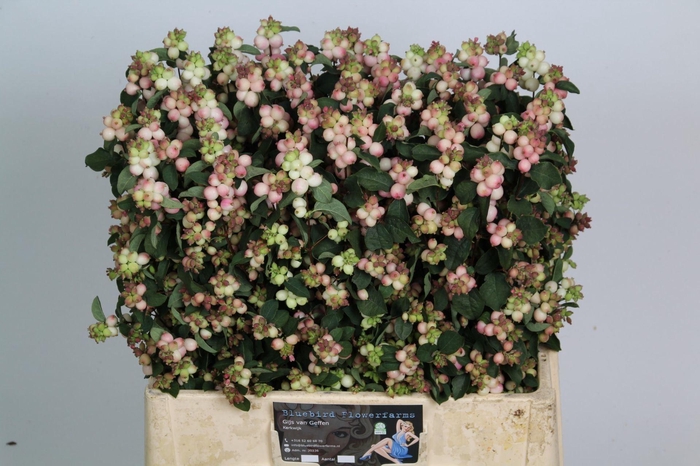 <h4>SYMPHORICARPOS PB 'CHARMING FANTAS'</h4>