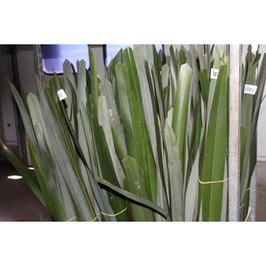 FOLHAGEM FIBRA 100 CM VERDE