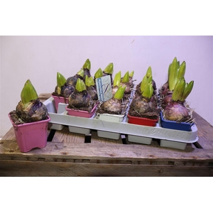 arr8 Hyacin Gem 4 Kl