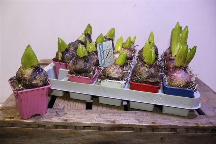 <h4>arr8 Hyacin Gem 4 Kl</h4>