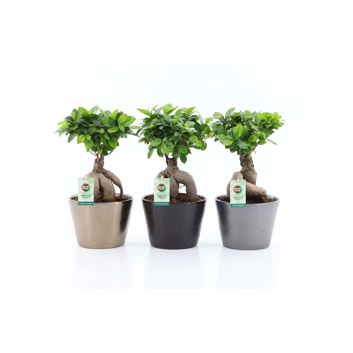 <h4>Ficus Ginseng Infinitie keramiek</h4>
