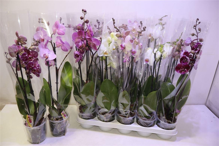 <h4>arr8 Phal Gem</h4>