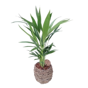 Kentia sb001 mandje
