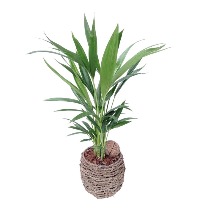 <h4>Kentia sb001 mandje</h4>