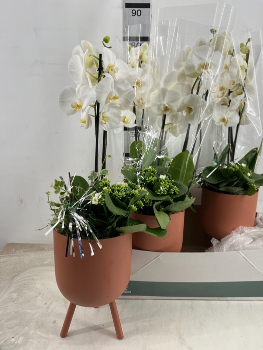 <h4>ARR PHALA MT 18+</h4>