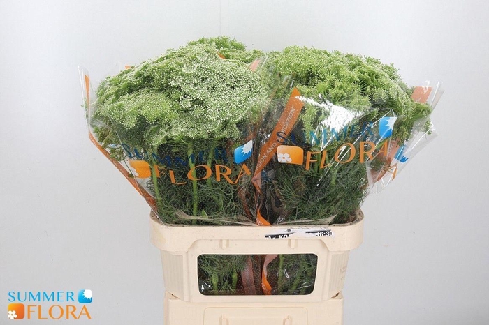 <h4>AMMI VISNAGA</h4>