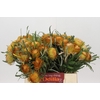Banksia Dryandra