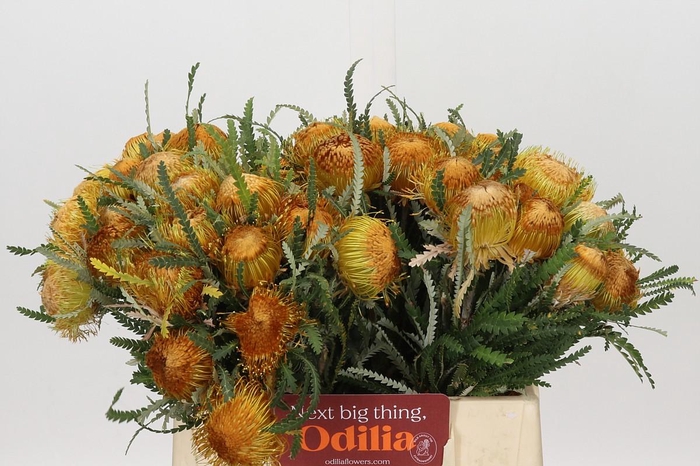 <h4>Banksia Dryandra</h4>