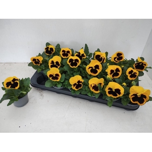 VIO WI DEL YEL+BLOTC