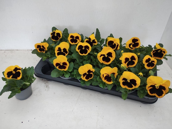 <h4>VIO WI DEL YEL+BLOTC</h4>