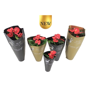 Anthurium XL.9 Jambo Red 9cm in gouden en zwarte sierhoes