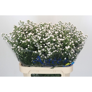 Aster White Gypsy