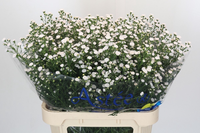 <h4>Aster White Gypsy</h4>