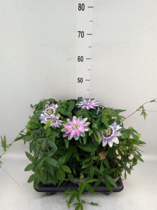 <h4>Passiflora caerul.</h4>