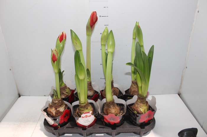 <h4>AMARYLLIS P14</h4>