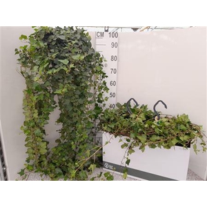 Hed He Wonder 100cm Ranken