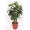 Dracaena Song of Jamaica
