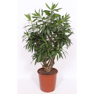 Dracaena Song of Jamaica