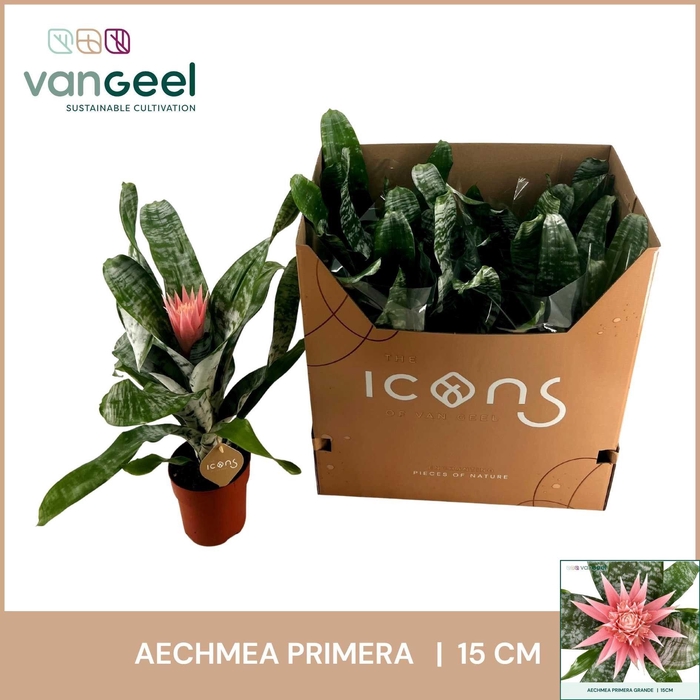 <h4>AECH FAS PRIMERA</h4>