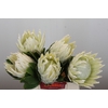 Protea Cyn. Ayoba Arctic Ice