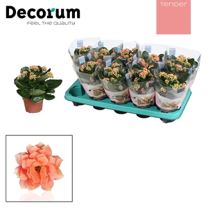 Kalanchoe Decorum TENDER - Serenity Salmon