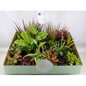 Planten  ..mix