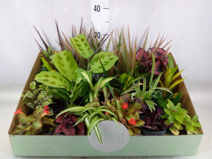 <h4>Planten  ..mix</h4>