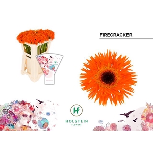 Germini Spider Firecracker Water x40