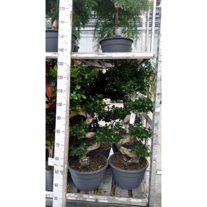 Ficus microcarpa 'Ginseng'
