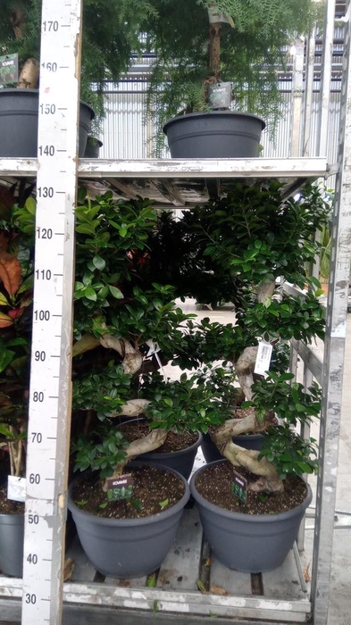 <h4>Ficus microcarpa 'Ginseng'</h4>