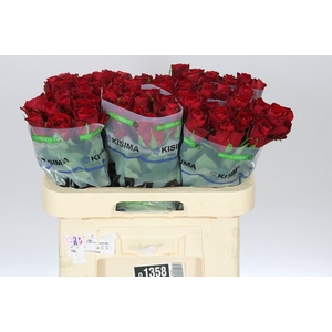 Rosa Gr Madam Red
