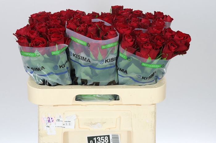 <h4>Rosa Gr Madam Red</h4>