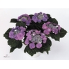 HYDR ML BLAUMEISE