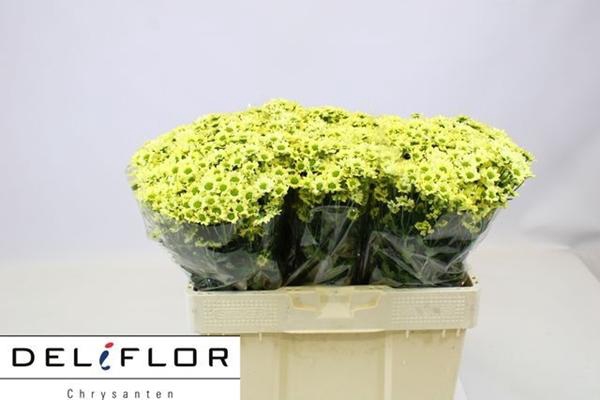 <h4>CHR SAN MAD NYAKA CR</h4>