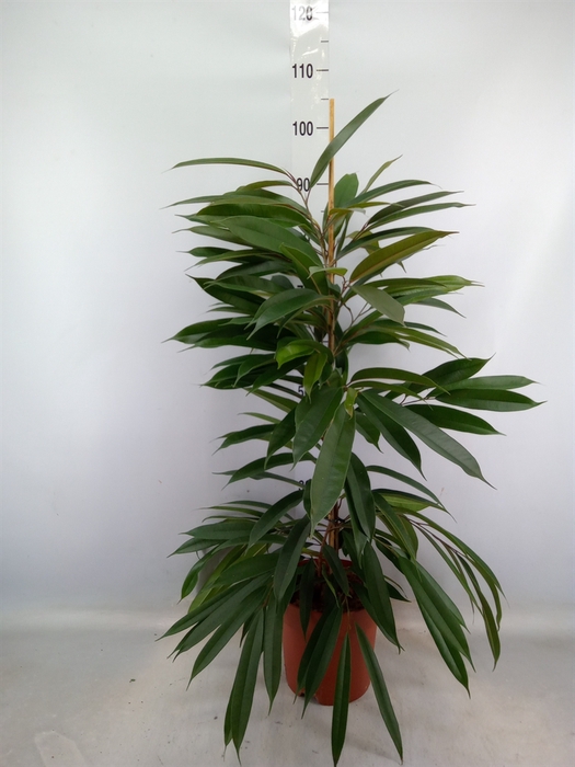 <h4>Ficus binn. 'Amstel King'</h4>