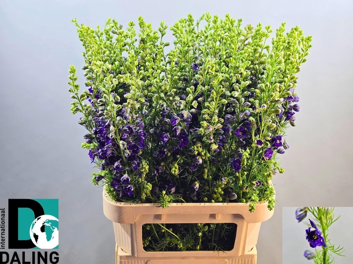 <h4>CONS R Q DARK BLUE</h4>