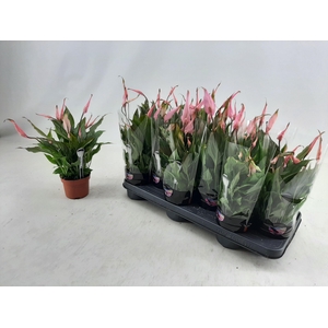 SPATH CHOPIN
