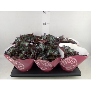 Begonia BD 'Caribbean Night'