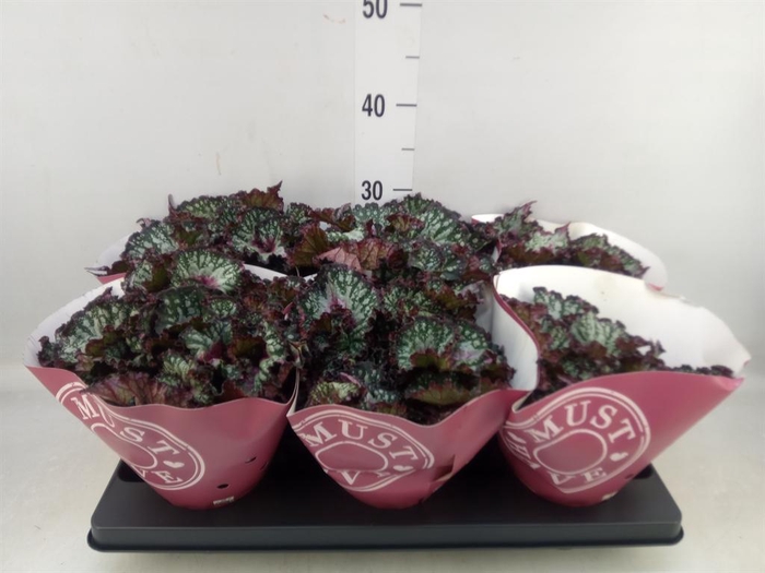 <h4>Begonia BD 'Caribbean Night'</h4>