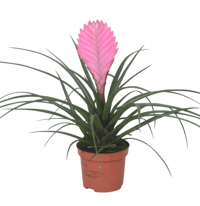 <h4>Tillandsia cyanea 'Anita'</h4>