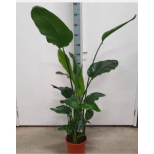 STRELITZIA NICOLAI