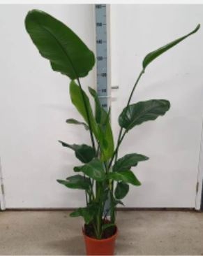 <h4>STRELITZIA NICOLAI</h4>