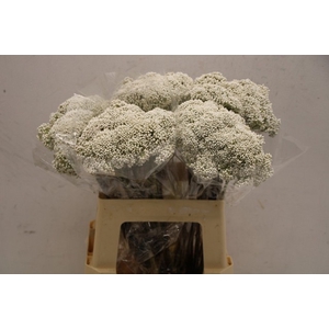 Ozothamnus cooks snow white