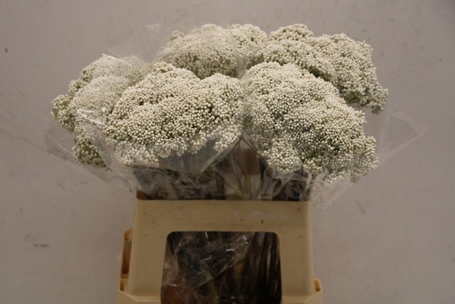 <h4>Ozothamnus cooks snow white</h4>