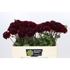 Dahlia Black Fox