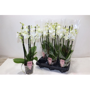 Phal An Inverness