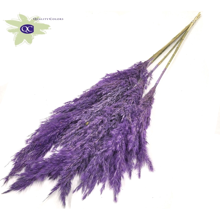 <h4>Pampas Grass 100cm 5st/bunch Frosted Purple</h4>